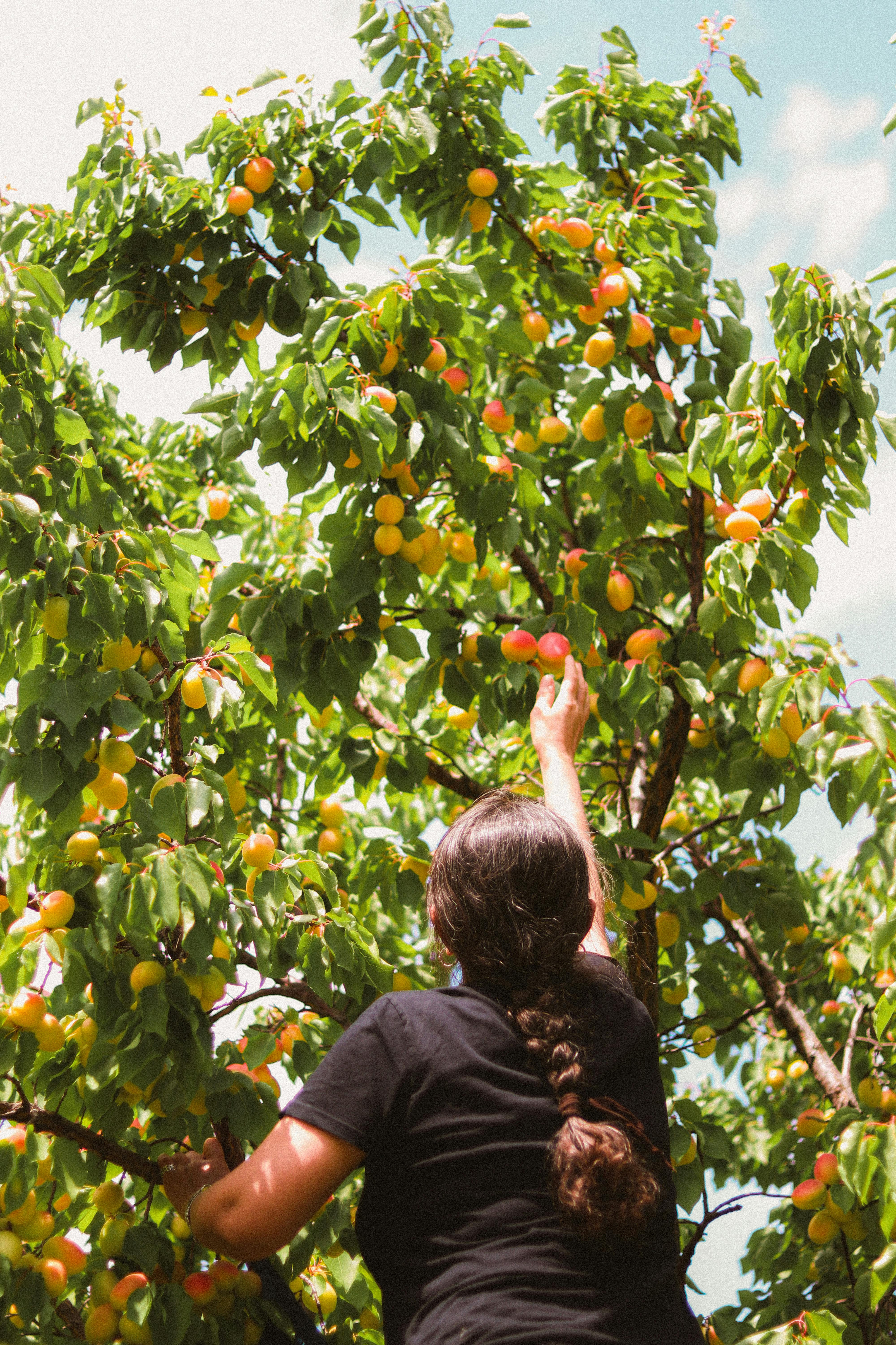 woman and tree